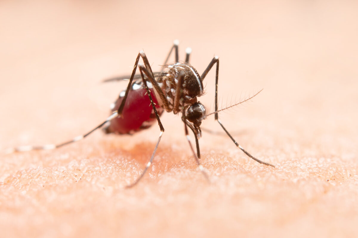 mosquito-virus-zika-1200x800.jpg