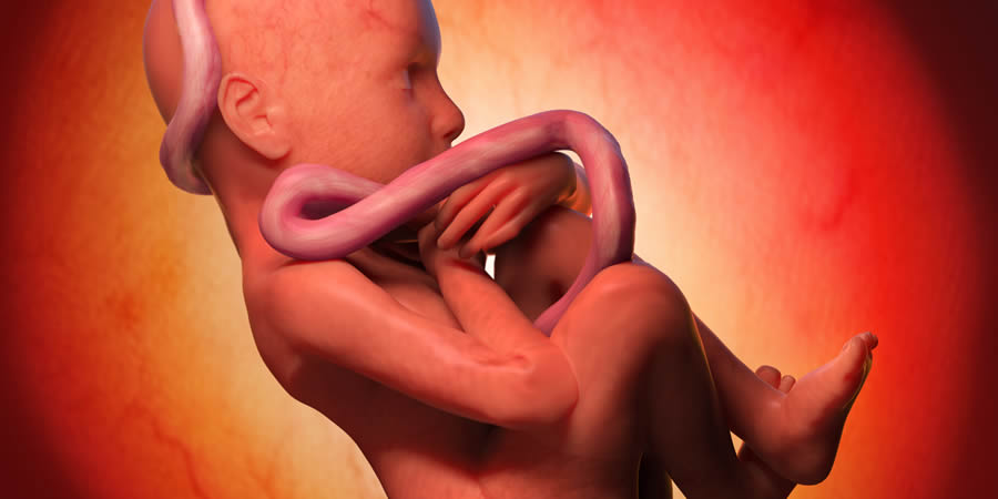 Luna Lejos paciente El cordón umbilical y la placenta- ¿Cuál es su función?