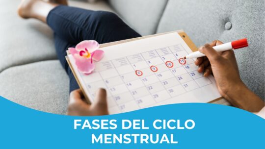 Fases Ciclo Menstrual Egom Ginecolog A Y Obstetricia